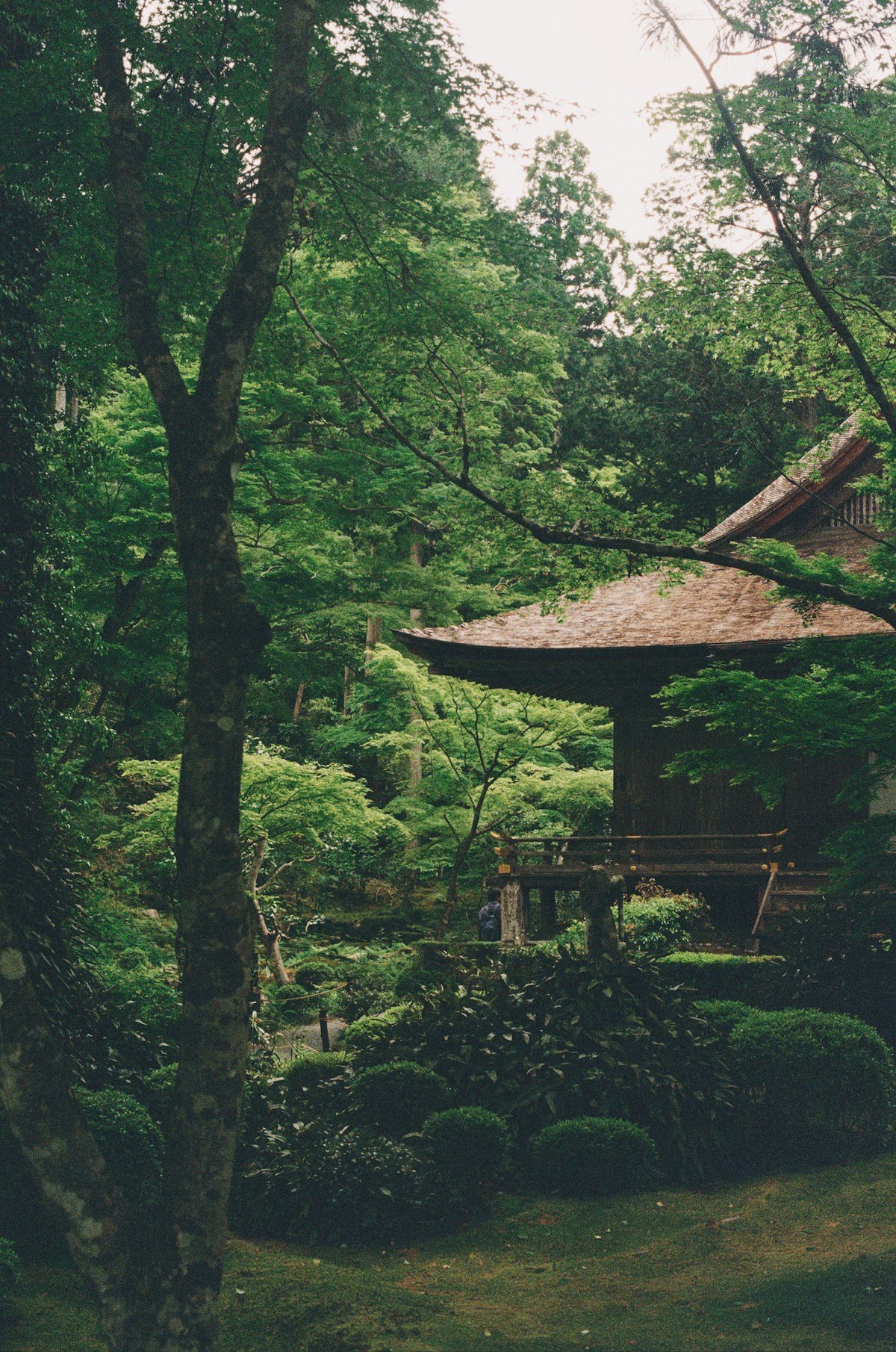 Traditional Japanese building with thatched roof surrounded by lush green forest — Ghibli Park, Nagakute, Aichi Prefecture, Japan