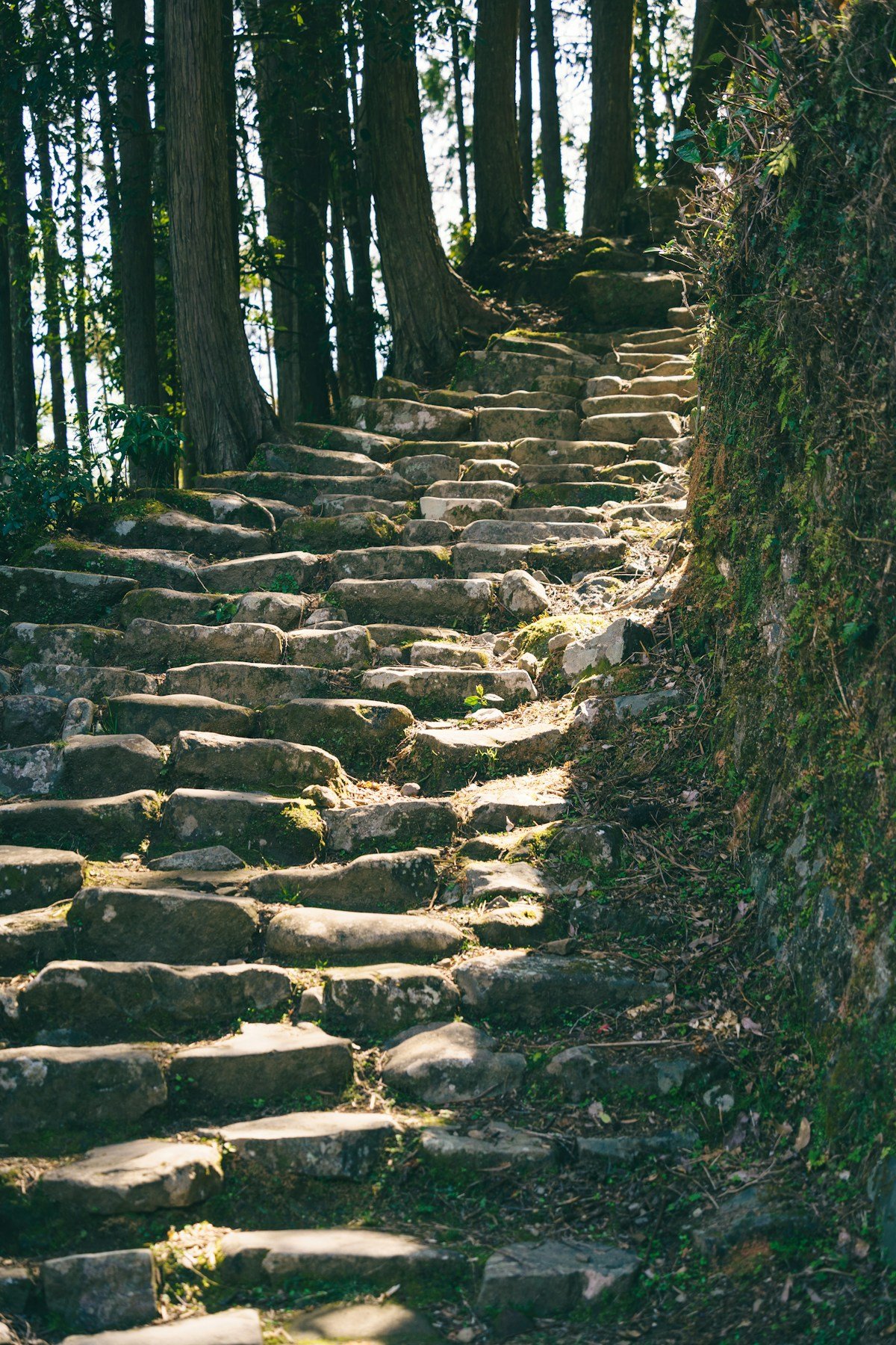 Stone-paved Kumano Kodo pilgrimage trail through ancient cedar forest, Wakayama, Japan