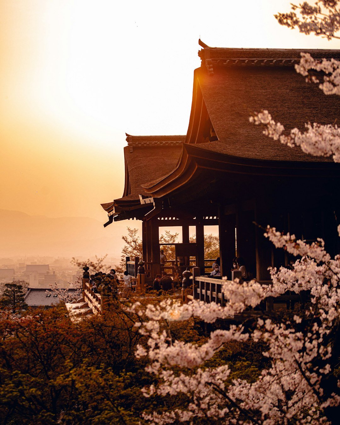Kiyomizu-dera temple at sunset with cherry blossoms surrounding the wooden stage, Kyoto, Japan