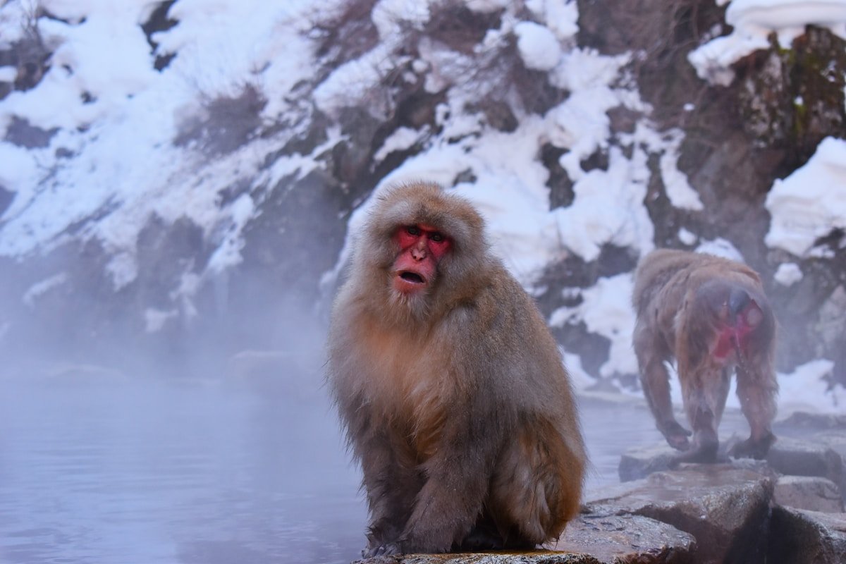 Japanese macaque sitting by a steaming hot spring pool in winter snow at Jigokudani Monkey Park, Yamanouchi, Japan