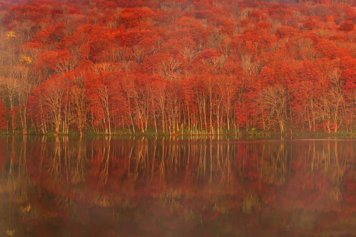 Vivid autumn foliage reflected in Lake Towada, Aomori, Japan