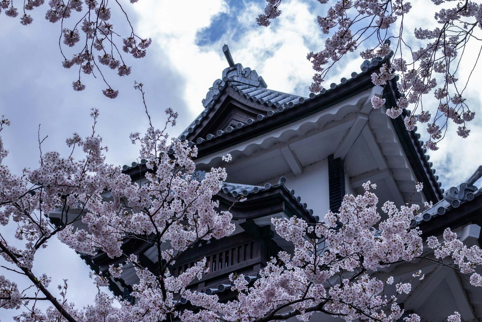Kanazawa castle tower framed by cherry blossoms in full bloom