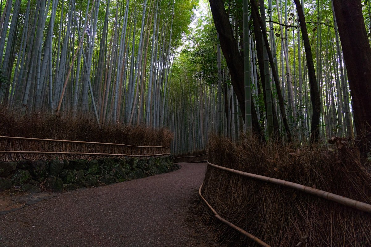 Path winding through the tall bamboo grove with woven fencing - Arashiyama, Kyoto Japan