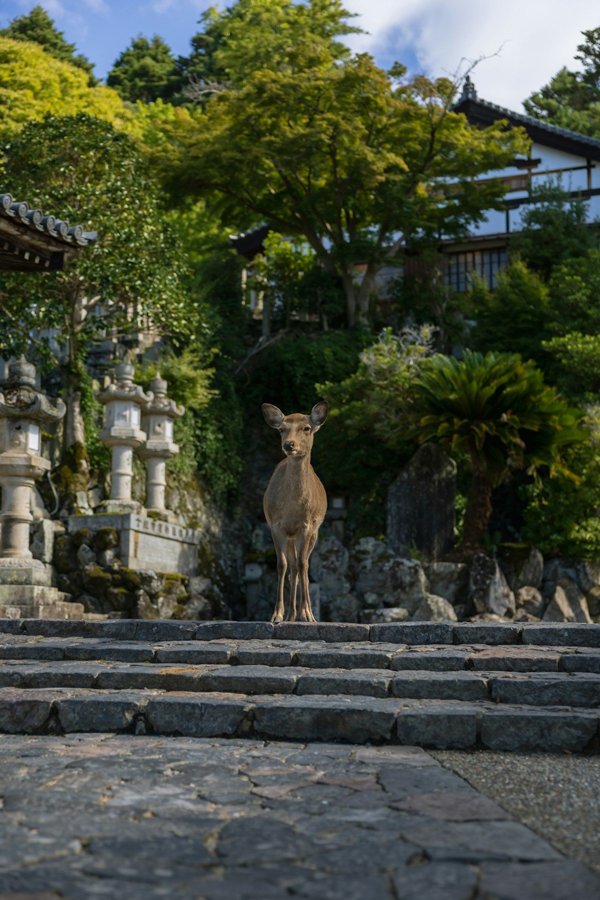 Miyajima Island, Japan