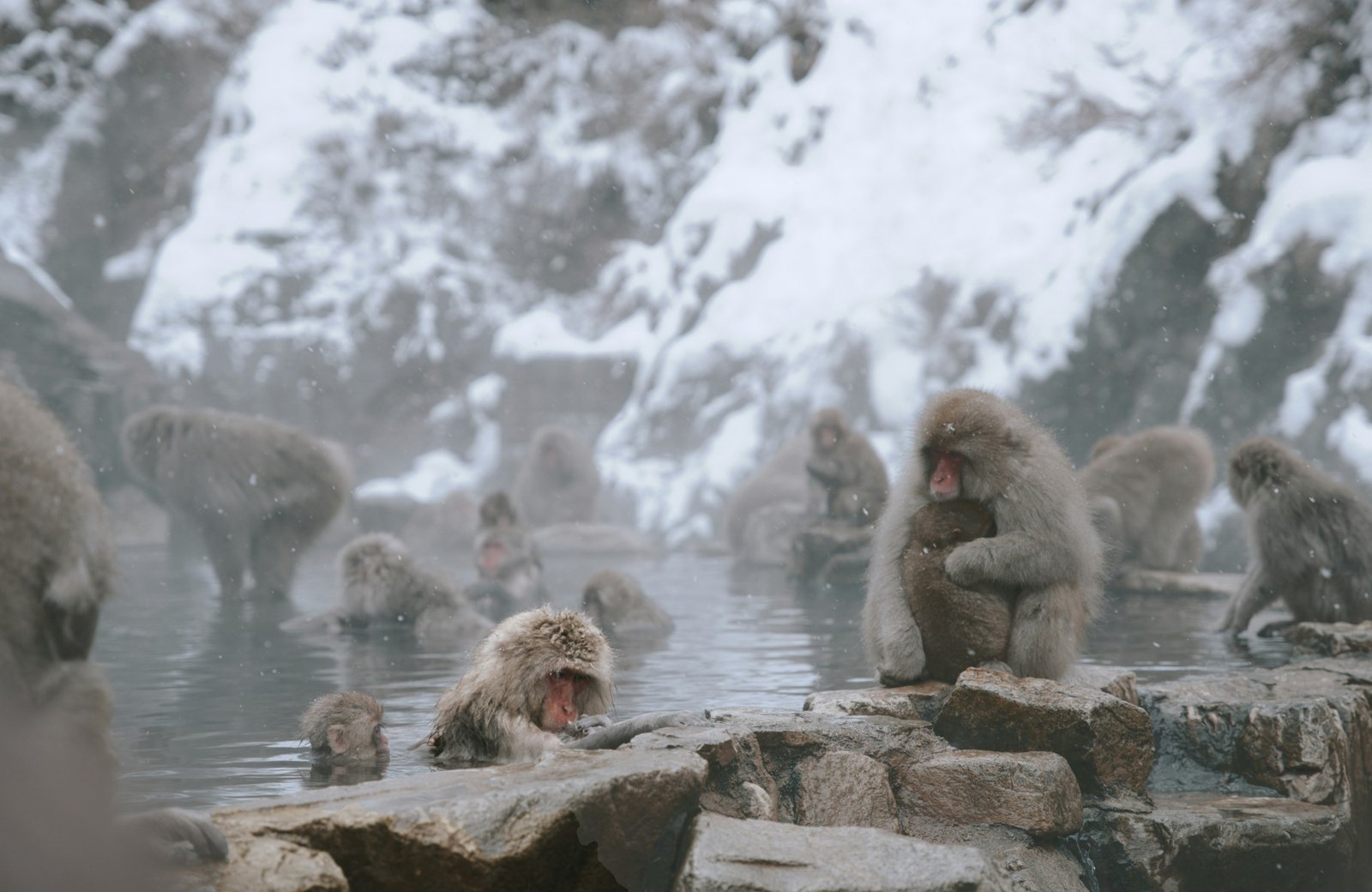 Japanese macaques in Jigokudani hot spring, Nagano Japan — getting around Nagano