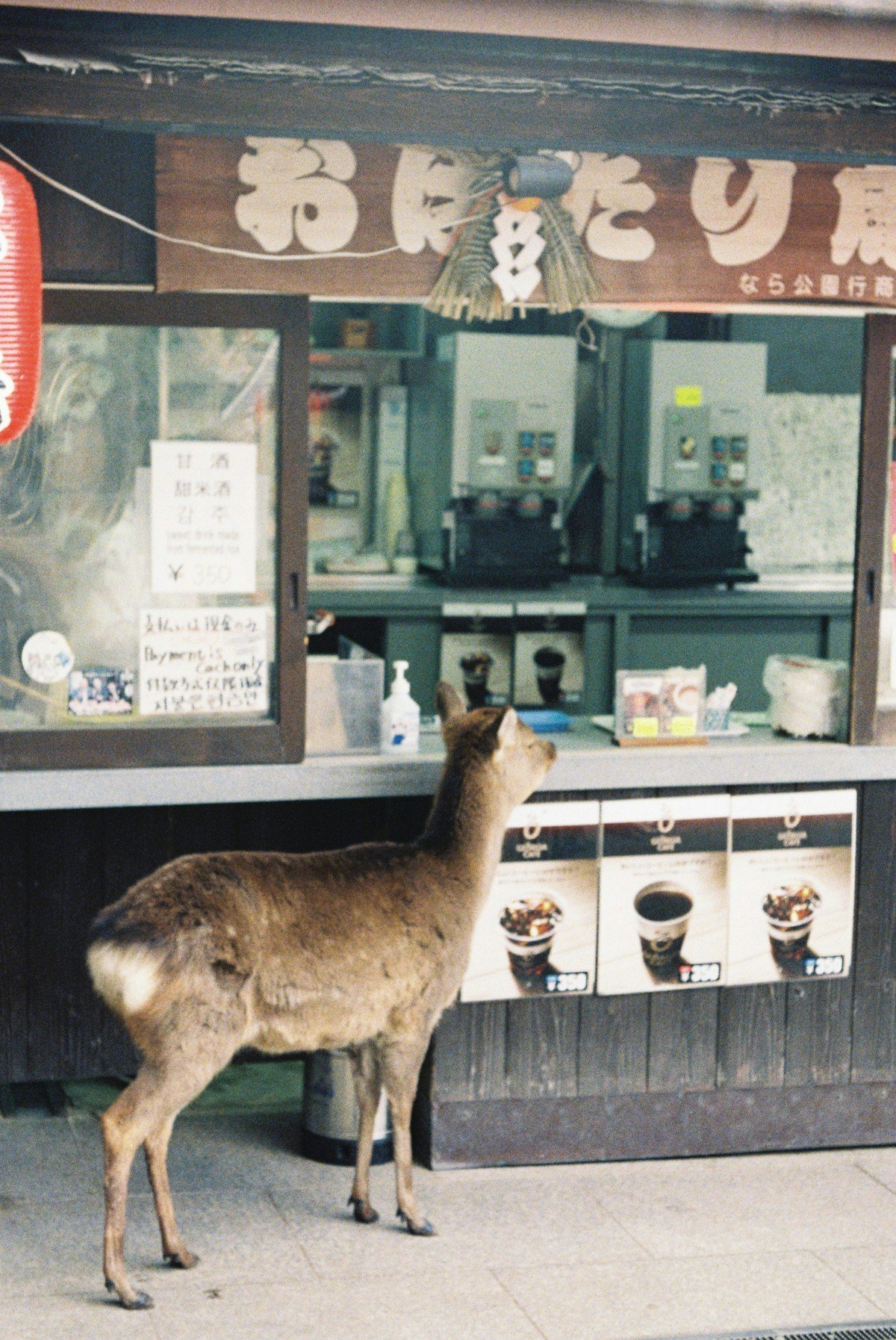 Sika deer at a food stand in Nara Park, Japan, hoping for crackers
