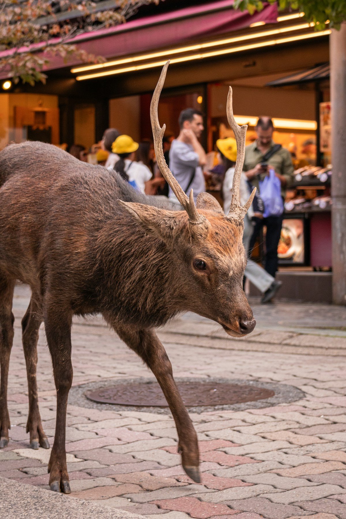 Nara, Japan — deer roaming the grounds of Nara Park near Todai-ji