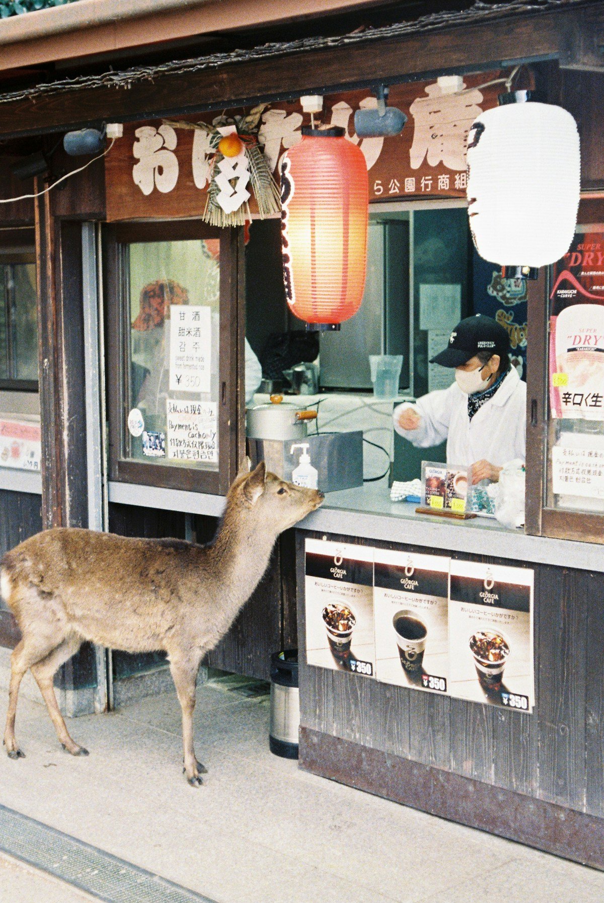 Sika deer approaching a food stall outside a restaurant in Nara Park, Japan