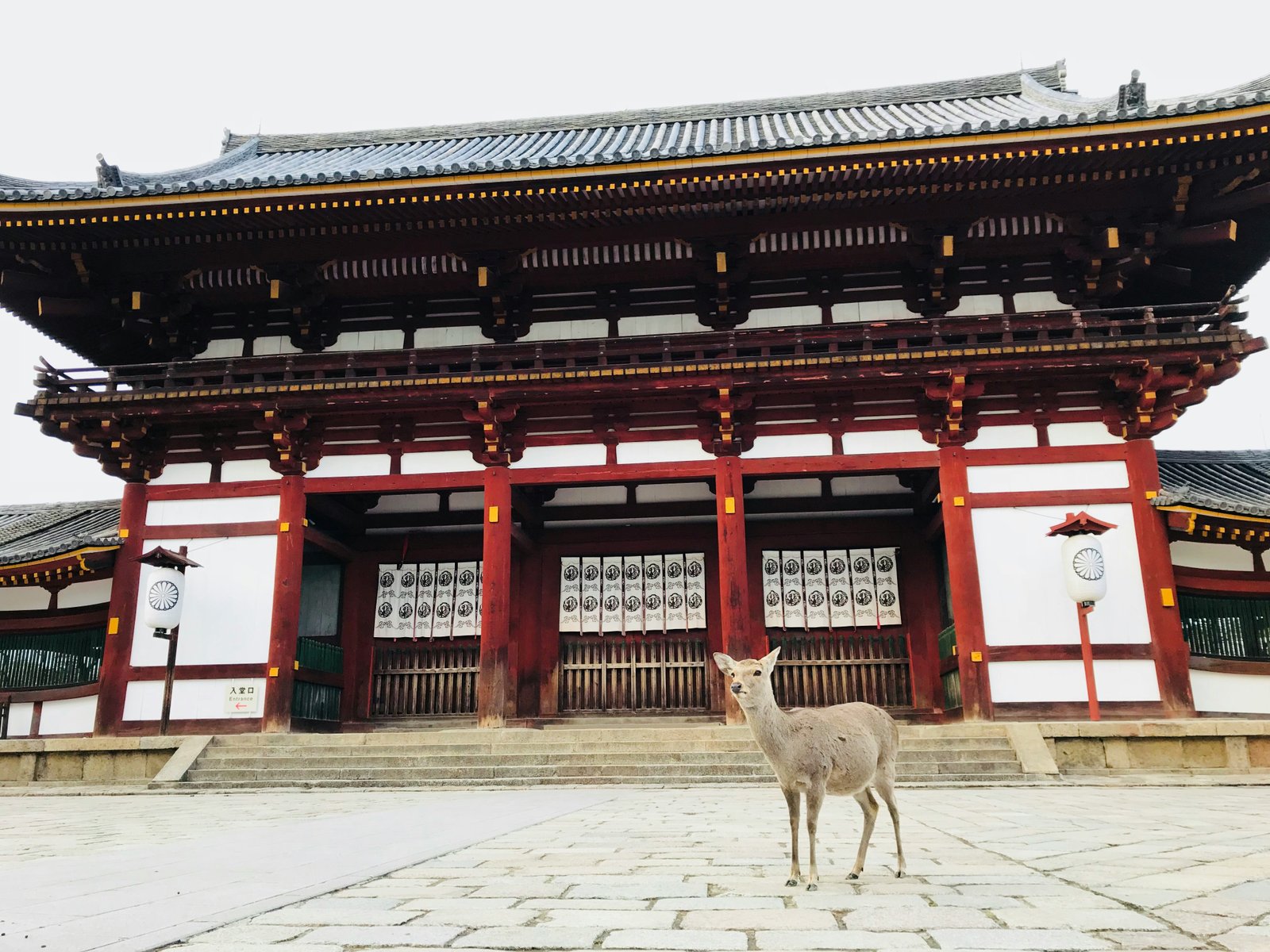 Sacred deer standing in front of Todai-ji temple gate in Nara