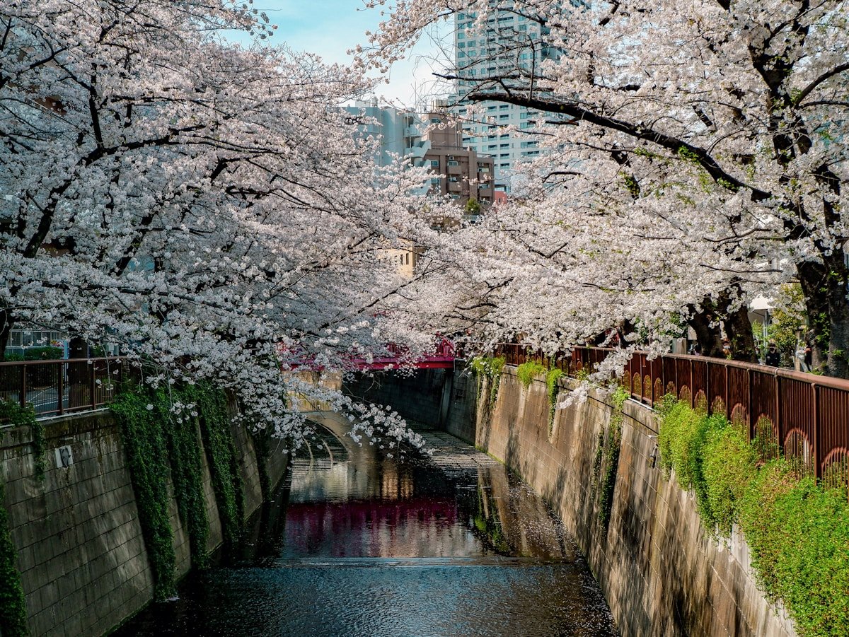 Cherry blossoms arching over the Meguro River canal walk in Nakameguro, Tokyo Japan