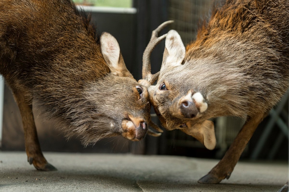 Deer in Nara Park, Japan — day trips from Osaka