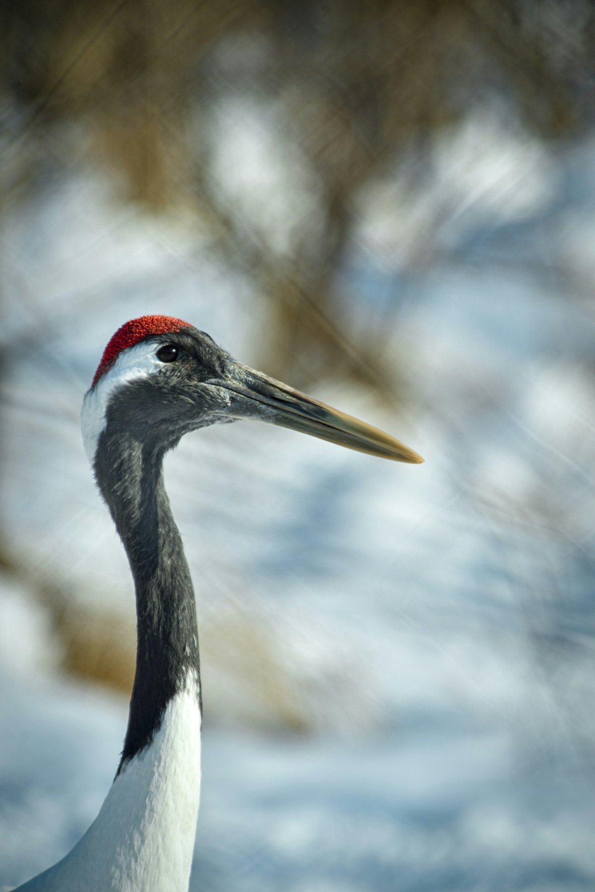 Red-crowned cranes dancing in the Kushiro wetlands in winter, Hokkaido