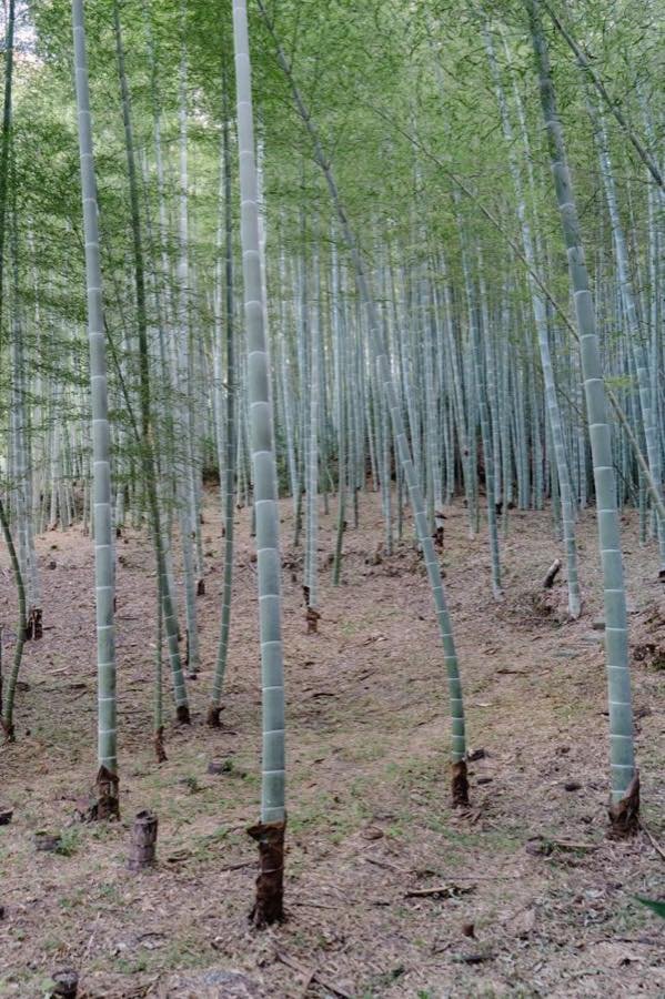 Hautes tiges de bambou dans un bosquet près d'Arashiyama, Kyoto