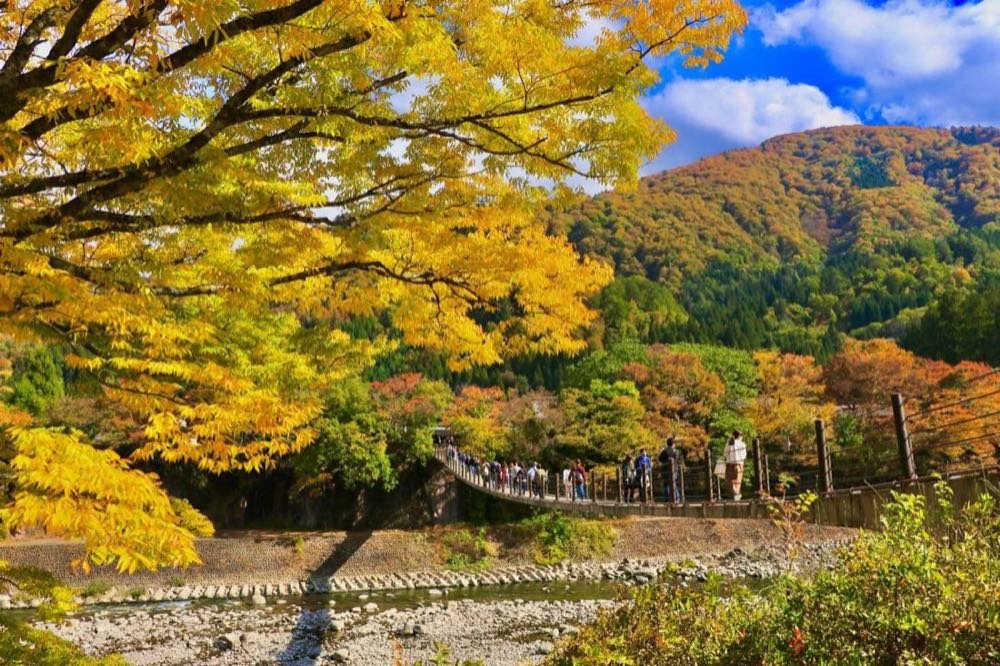 Visitors on a suspension bridge among golden autumn foliage near Shirakawa-go