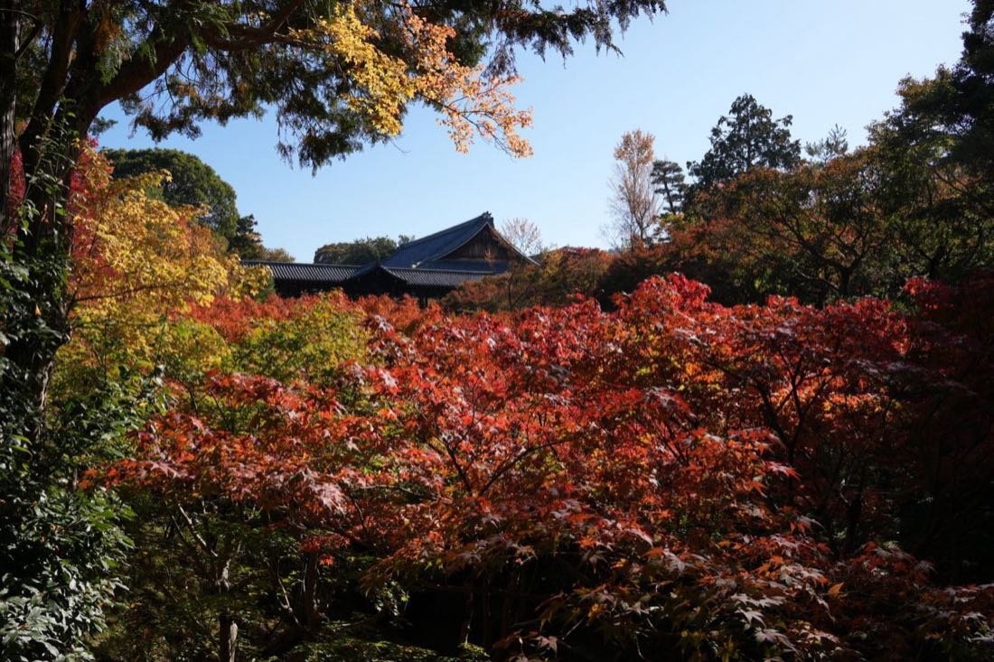 Red maples and a temple roof in autumn colour at Tofuku-ji, Kyoto
