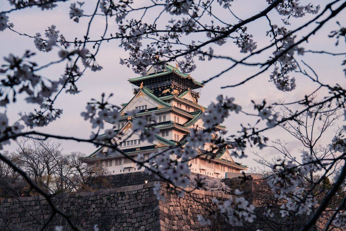 Osaka Castle framed by white cherry blossom branches in full bloom at dusk, spring sakura season, Japan