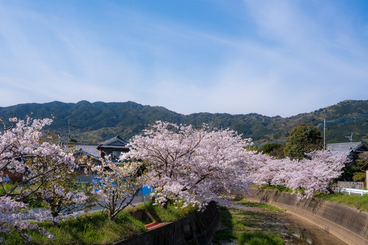 Cherry blossom trees in full bloom — best time to visit Japan