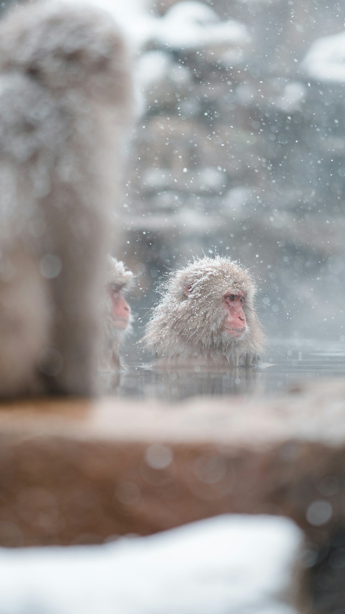 Snow monkey in hot spring — Japan in February