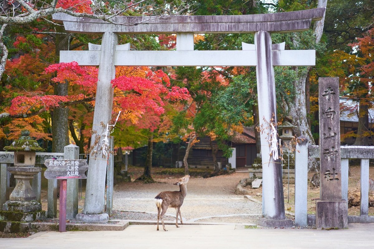 Deer at shrine arch in Nara Park, Japan — Nara vs Kamakura comparison