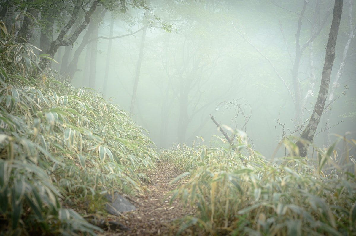 Foggy forest trail in the Japan Alps mountains — travel insurance Japan