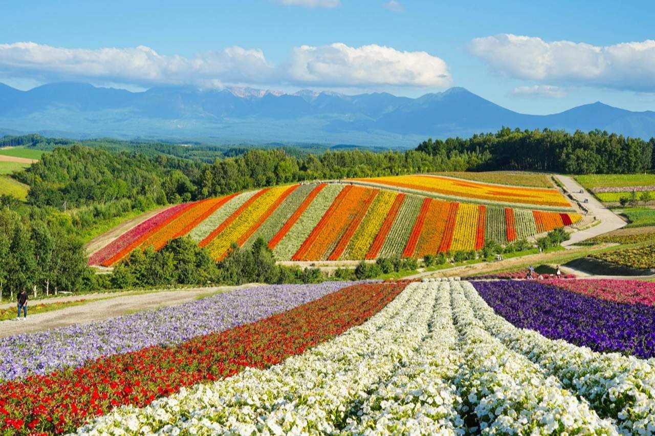 Country road through rolling green hills at Biei, Hokkaido Japan - getting around