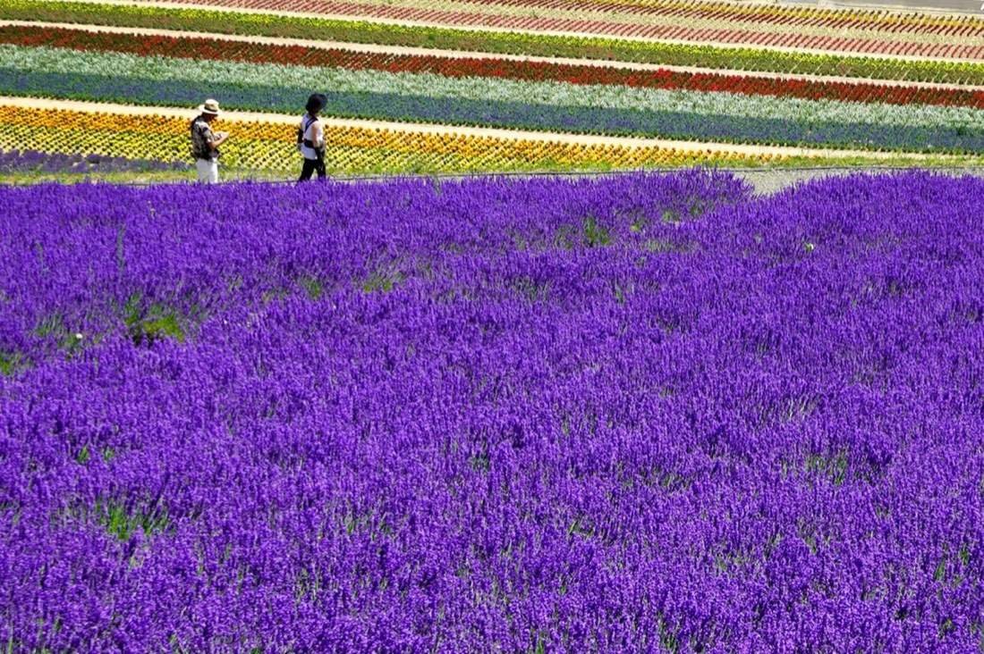 Colourful lavender flower fields at Furano, Hokkaido Japan - things to do