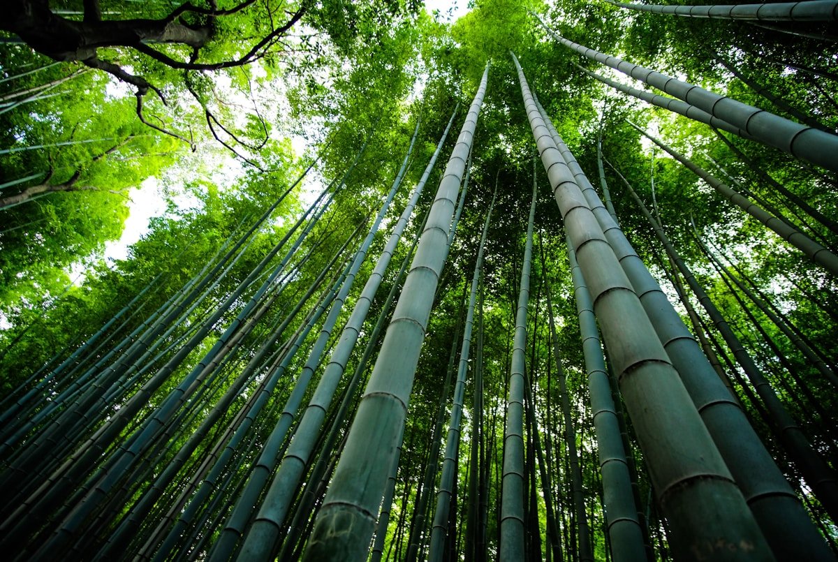 Arashiyama bamboo forest in Kyoto